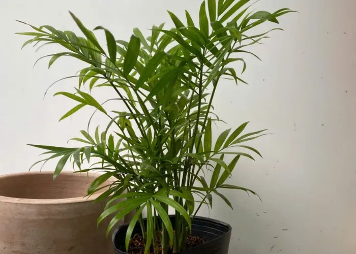 Top 8 cây hợp mệnh Mộc mà bạn cần bỏ túi