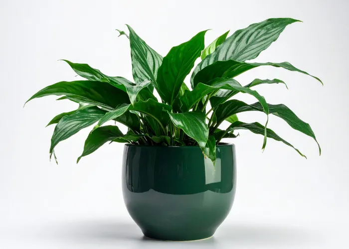 5 loại cây văn phòng chịu tối cực tốt – ai cũng nên có một chậu