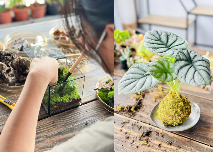 Trải Nghiệm Workshop Terrarium & Kokedama Ngay Tại Thủ Đức