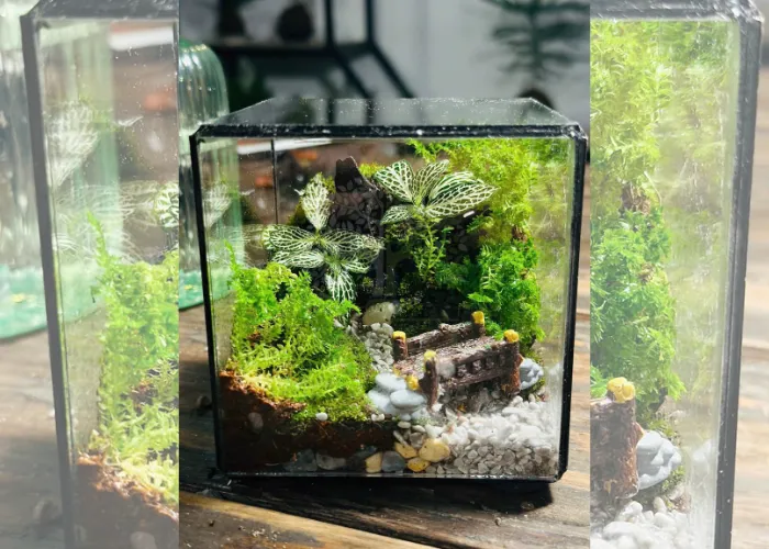 Workshop Terrarium tại Thủ Đức Và Trải nghiệm lần đầu tham gia