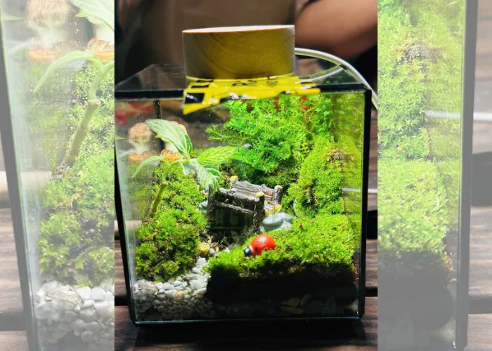 Workshop Terrarium tại Thủ Đức Và Trải nghiệm lần đầu tham gia
