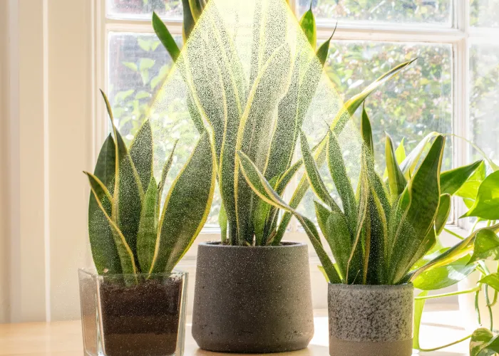 Trồng cây thủy sinh có cần ánh sáng không?