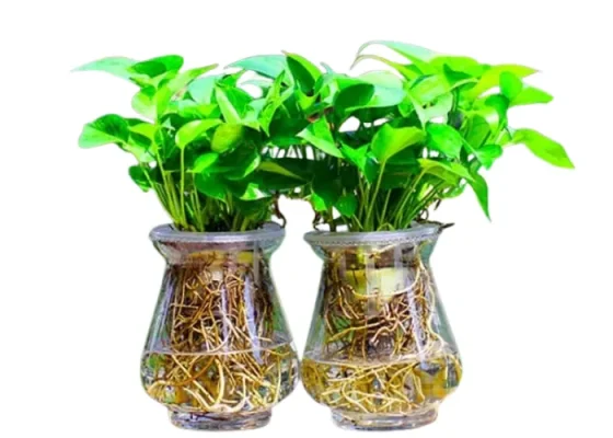 Vì Sao Lá Cây Bị Đốm?