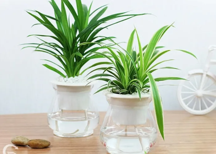Trồng cây thủy sinh có cần ánh sáng không?