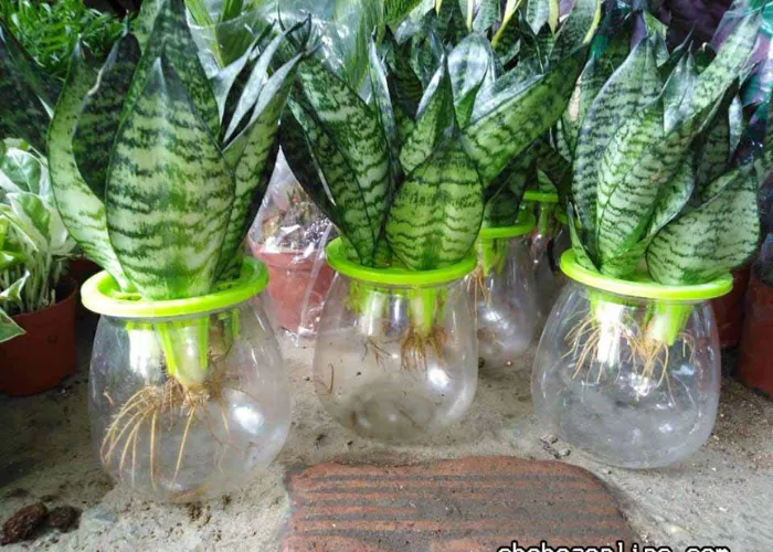 trong cay thuy sinh co can anh sang khong 4