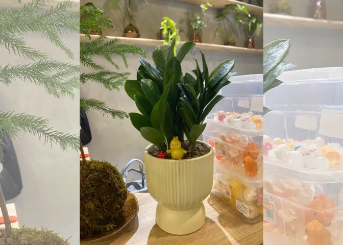 Cây Kim Tiền để bàn – lựa chọn số 1 cho dân văn phòng