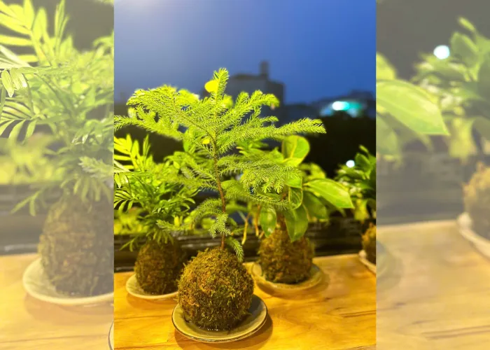 Workshop Kokedama: trải nghiệm làm cây bóng rêu để thư giãn tinh thần