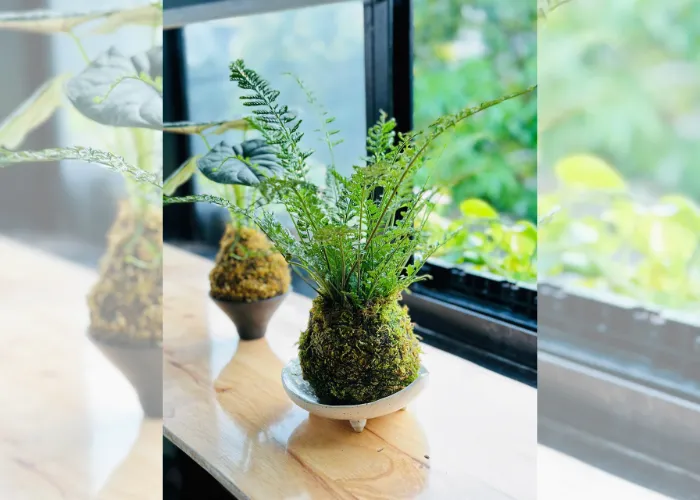 Workshop Kokedama: trải nghiệm làm cây bóng rêu để thư giãn tinh thần