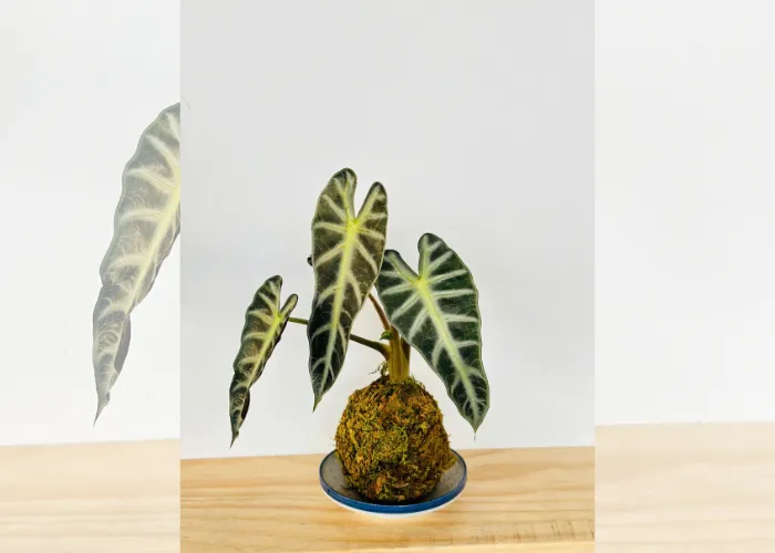 Workshop Kokedama: trải nghiệm làm cây bóng rêu để thư giãn tinh thần
