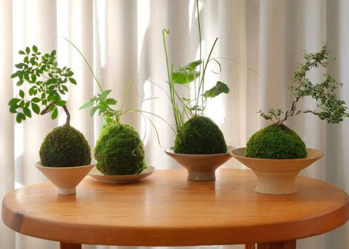 Workshop Kokedama: trải nghiệm làm cây bóng rêu để thư giãn tinh thần