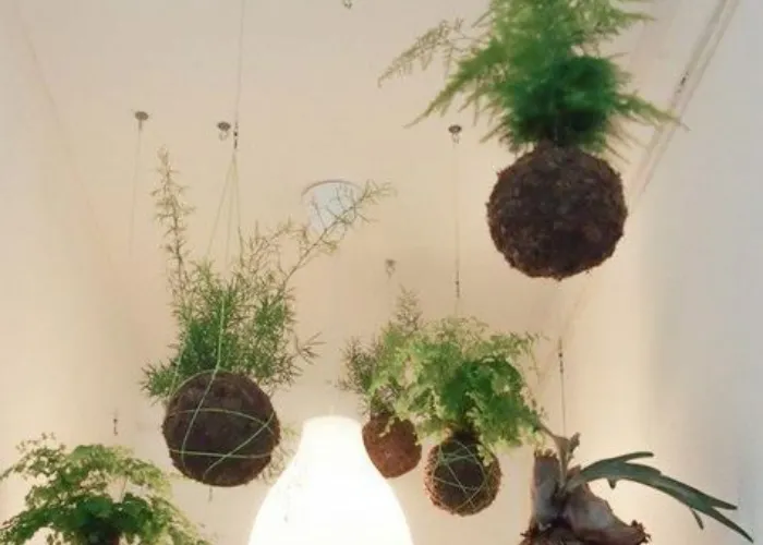 Workshop Kokedama: trải nghiệm làm cây bóng rêu để thư giãn tinh thần