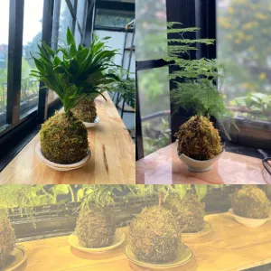 Workshop Kokedama: trải nghiệm làm cây bóng rêu để thư giãn tinh thần
