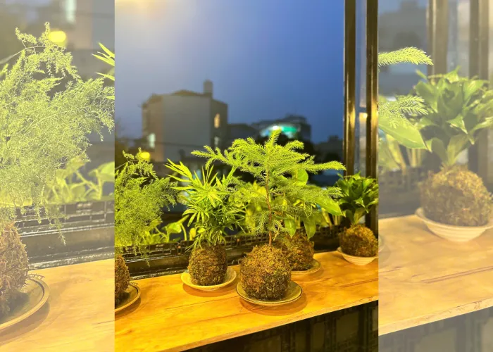 Workshop Kokedama: trải nghiệm làm cây bóng rêu để thư giãn tinh thần