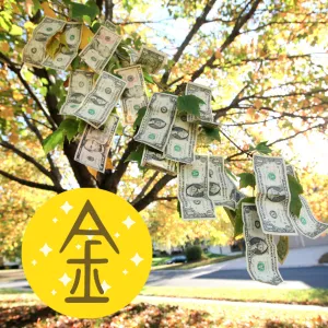 8 Loại Cây hợp mệnh Kim để bàn làm việc giúp sự nghiệp hanh thông