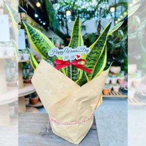 ONGREEN – địa chỉ làm chậu cây quà tặng uy tín tại Thủ Đức