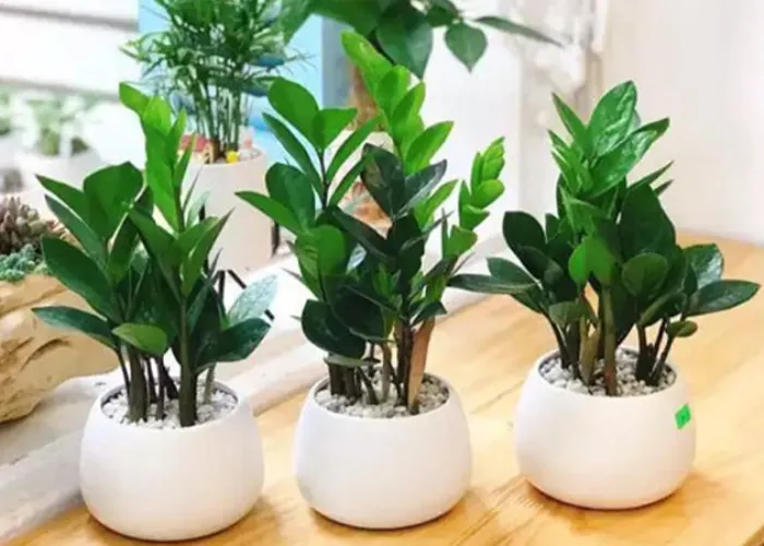 Cây Kim Tiền để bàn – lựa chọn số 1 cho dân văn phòng