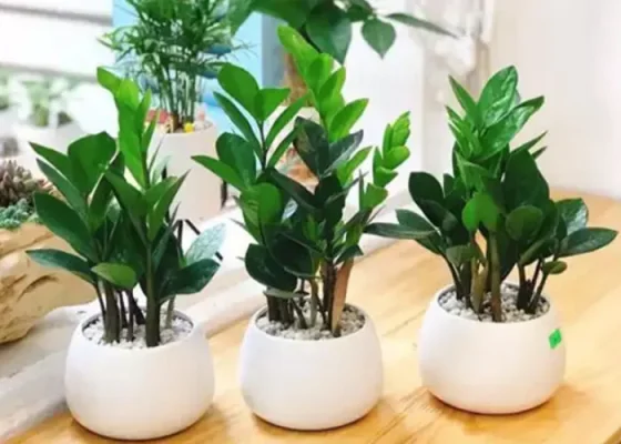 5 Cây Cảnh Dễ Chăm Sóc Cho Văn Phòng