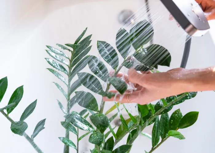 Cây Trồng Trong Phòng Máy Lạnh Cần Chăm Sóc Thế Nào?