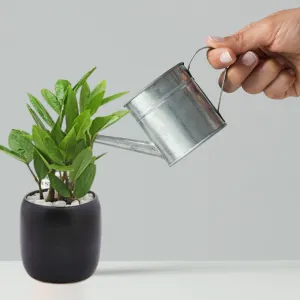 Cây Kim Tiền có cần ánh sáng nhiều không?