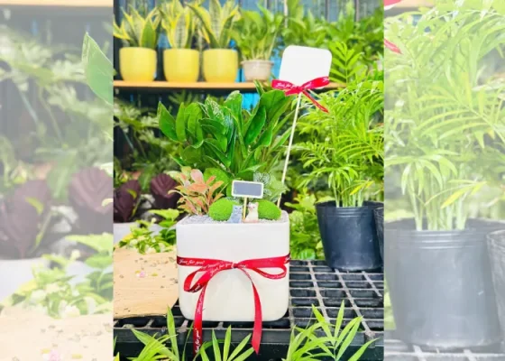 Chậu cây mini khai trương – Quà tặng tinh tế cho văn phòng hiện đại