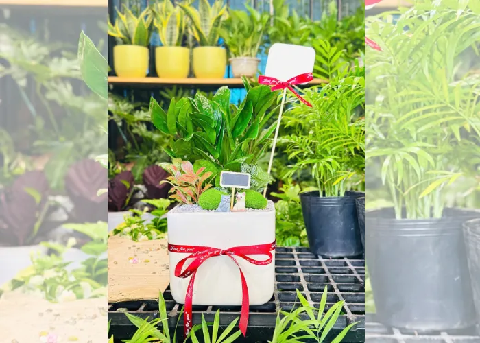 Chậu cây mini khai trương – Quà tặng tinh tế cho văn phòng hiện đại 5 Chậu cây mini khai trương – Quà tặng tinh tế cho văn phòng hiện đại