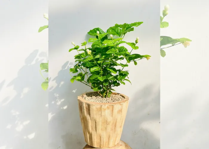 Chọn chậu cây tặng khai trương – món quà “sống” gửi trọn lời chúc thịnh vượng