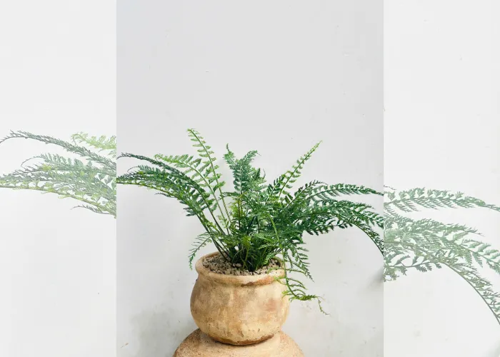 Chọn chậu cây tặng khai trương – món quà “sống” gửi trọn lời chúc thịnh vượng