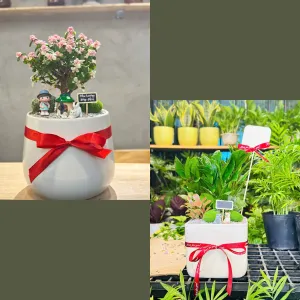 Chọn chậu cây tặng khai trương – món quà “sống” gửi trọn lời chúc thịnh vượng