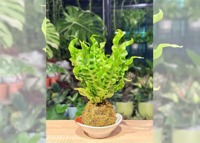Kokedama – xu hướng quà tặng thủ công mang phong cách Nhật Bản 2025