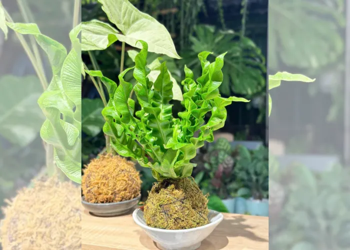 Kokedama – xu hướng quà tặng thủ công mang phong cách Nhật Bản 2025