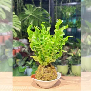 Kokedama – xu hướng quà tặng thủ công mang phong cách Nhật Bản