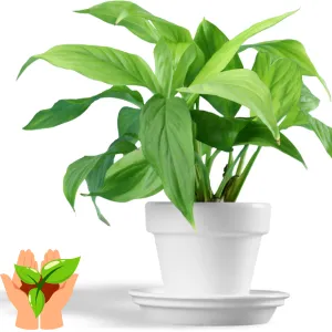 Mẹo giữ chậu cây mini tươi lâu – bí quyết từ ONGREEN