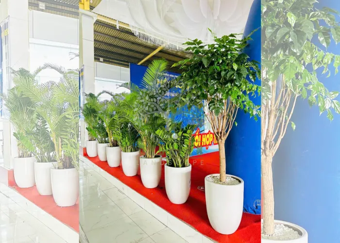 10 mẫu cây được thuê nhiều nhất cho hội nghị – khai trương – triển lãm