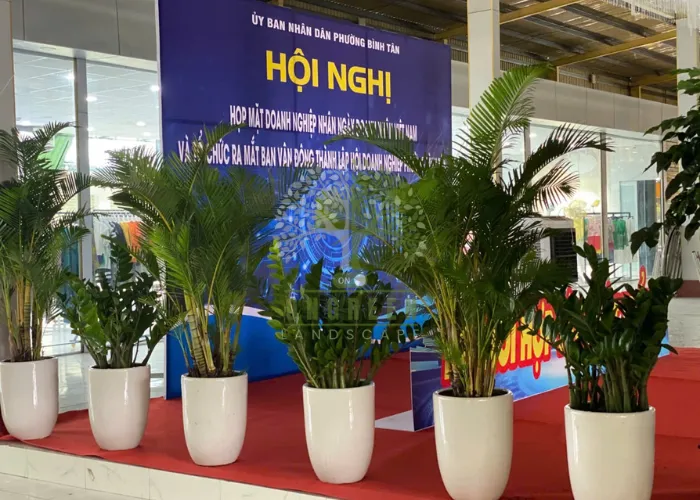 Cho thuê cây xanh với 5 loại cây xanh được ưa chuộng nhất trong năm 2025