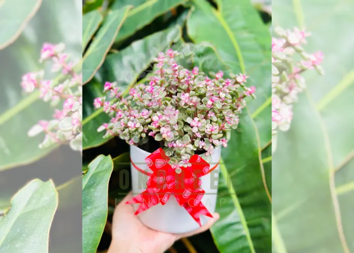 Vì sao chậu cây xanh quà tặng đang được ưa chuộng?