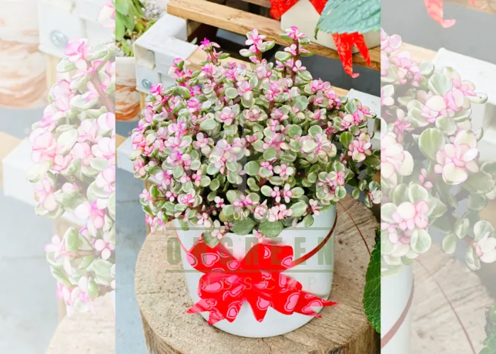 Vì sao chậu cây xanh quà tặng đang được ưa chuộng?
