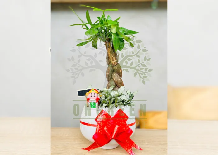 Vì sao chậu cây xanh quà tặng đang được ưa chuộng?