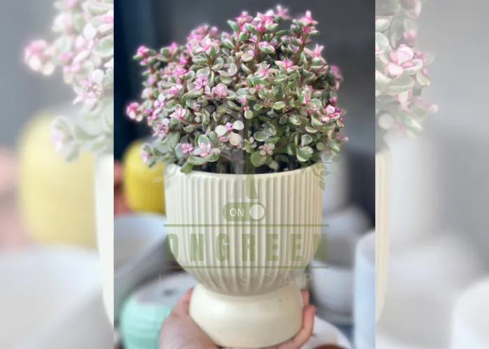 Vì sao chậu cây xanh quà tặng đang được ưa chuộng?