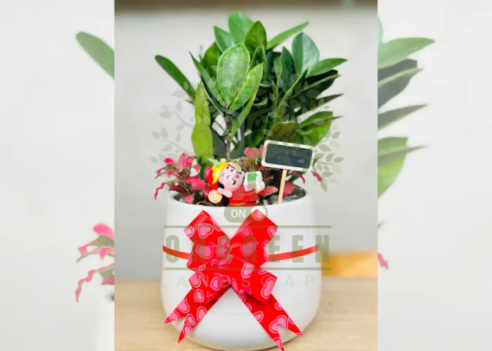 Vì sao chậu cây xanh quà tặng đang được ưa chuộng?