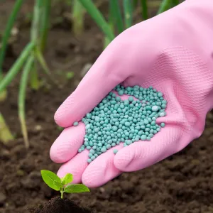 Bón Phân Đúng Cách Cho Cây Cảnh Trong Nhà – Sai Một Chút Là Cây “Bỏng Rễ”