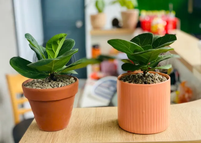 Top 6 Chậu Cây Mini Để Bàn Làm Việc Giá Rẻ Tại Thủ Đức 1 Top 6 Chậu Cây Mini Để Bàn Làm Việc Giá Rẻ Tại Thủ Đức