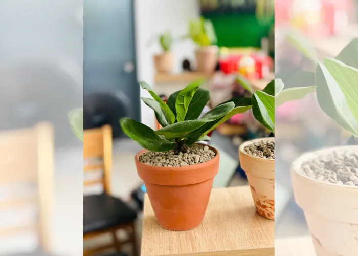 Top 6 Chậu Cây Mini Để Bàn Làm Việc Giá Rẻ Tại Thủ Đức 2 Top 6 Chậu Cây Mini Để Bàn Làm Việc Giá Rẻ Tại Thủ Đức