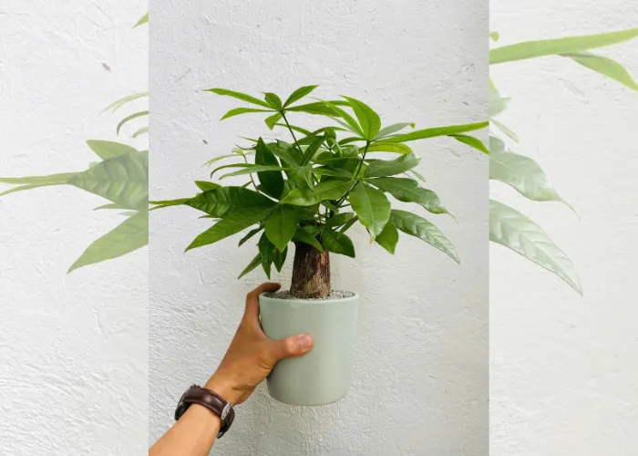Cây Cảnh Để Bàn Làm Việc – Xu Hướng Decor Văn Phòng Được Ưa Chuộng 2025