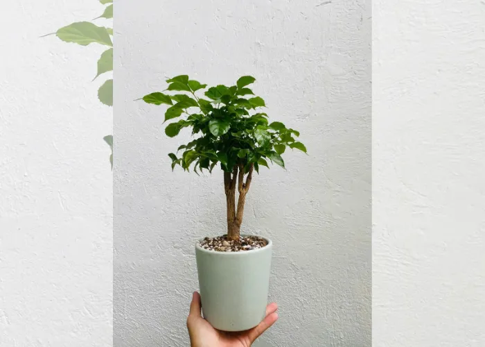 Top 6 Chậu Cây Mini Để Bàn Làm Việc Giá Rẻ Tại Thủ Đức 4 Top 6 Chậu Cây Mini Để Bàn Làm Việc Giá Rẻ Tại Thủ Đức