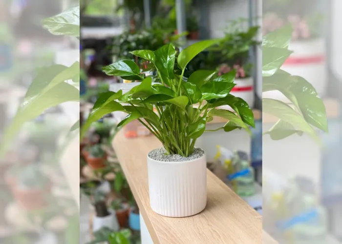 Top 6 Chậu Cây Mini Để Bàn Làm Việc Giá Rẻ Tại Thủ Đức