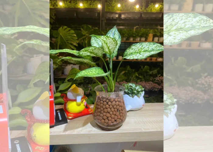 Top 6 Chậu Cây Mini Để Bàn Làm Việc Giá Rẻ Tại Thủ Đức 6 Top 6 Chậu Cây Mini Để Bàn Làm Việc Giá Rẻ Tại Thủ Đức