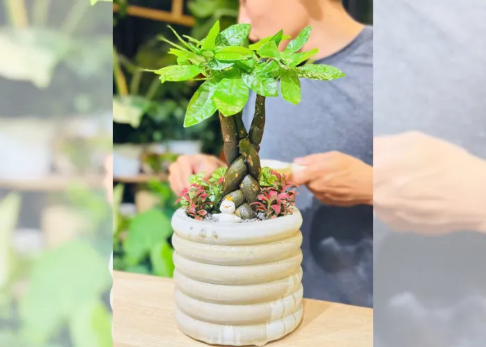 Top 6 Chậu Cây Mini Để Bàn Làm Việc Giá Rẻ Tại Thủ Đức 7 Top 6 Chậu Cây Mini Để Bàn Làm Việc Giá Rẻ Tại Thủ Đức
