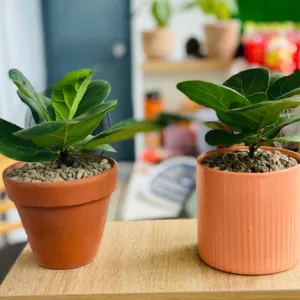 Top 6 Chậu Cây Mini Để Bàn Làm Việc Giá Rẻ Tại Thủ Đức