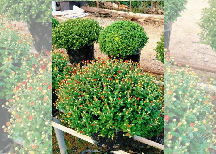 Cúc Mâm Xôi chuẩn form – hoa dày – bền màu tại ONGREEN