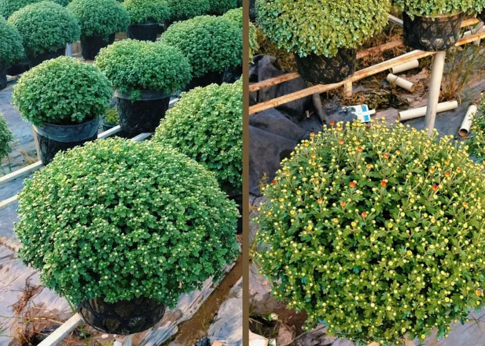 Cúc Mâm Xôi chuẩn form – hoa dày – bền màu tại ONGREEN